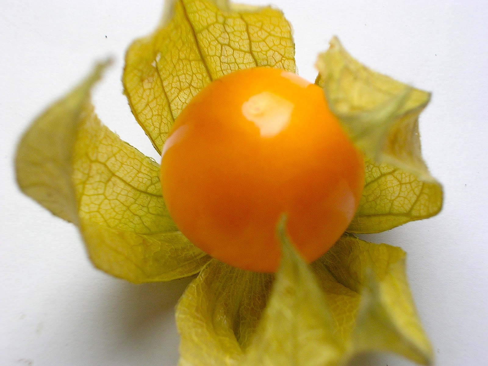 Bilder-Bibliothek: Physalis, Kapstachelbeere (Physalis peruviana)