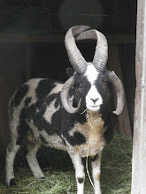 Cedar Pond's Barbarian ~ Jacob Sheep Ram