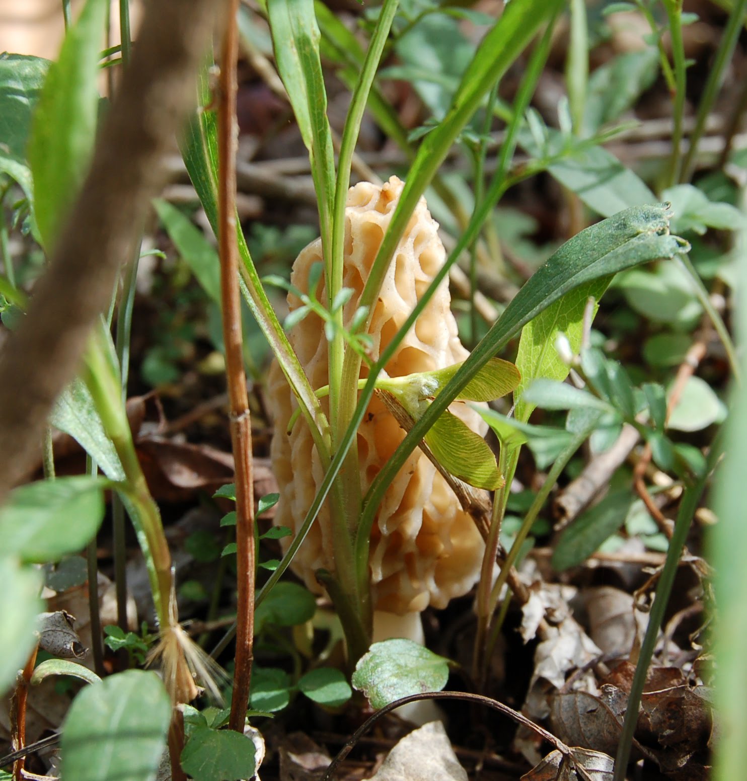 Mid Missouri Morels and Mushrooms April 2011
