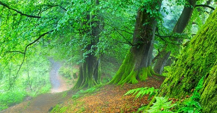 Beautiful Green Forest ~ Stunning nature