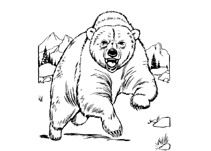 grizzly bear coloring cartoon cub drawing drawings pencil cubs bears loading