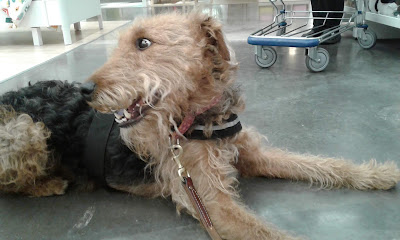 Airedale Willow at Ikea