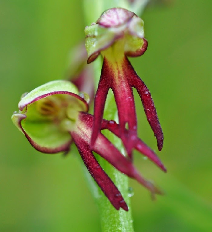 orchis anthropophora orchis anthropophora