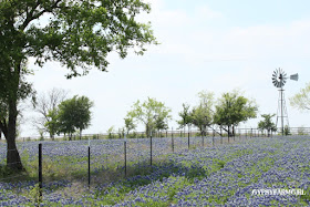 Texas Bluebonnets with Windmill