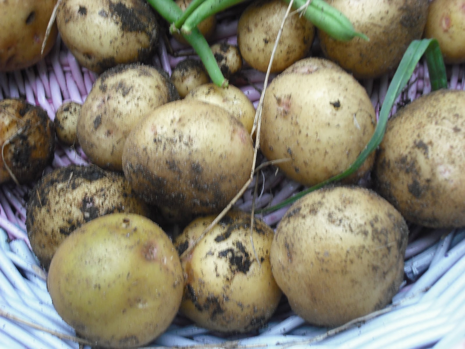 We Do Things Different Here in Texas Growing Potatoes in