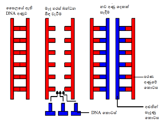 replication-simple.gif