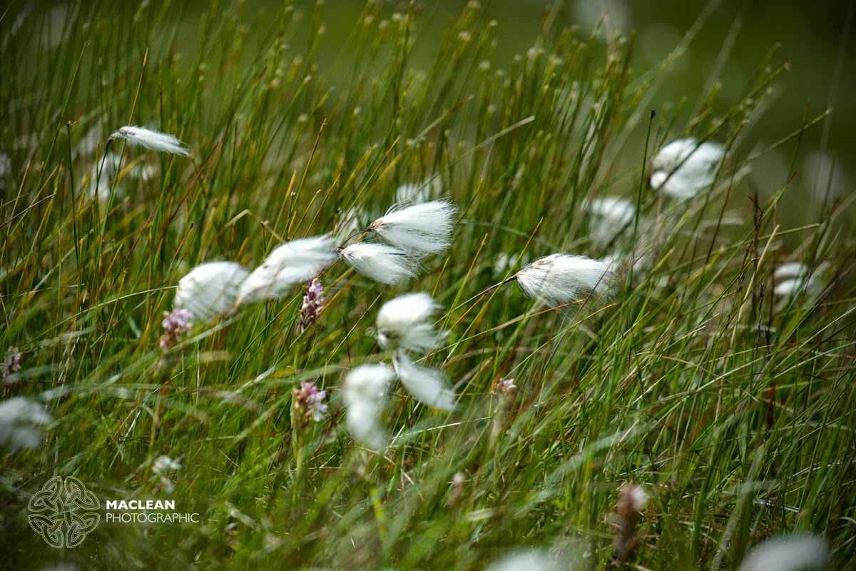 Cotton Grass