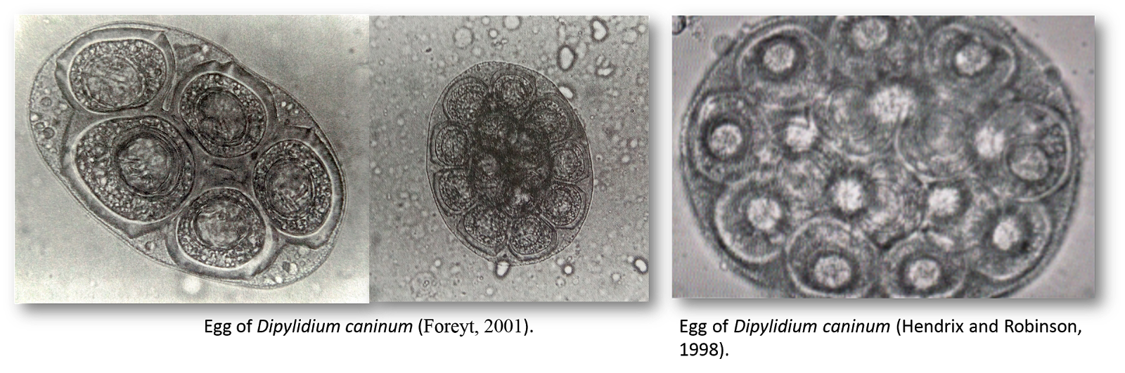 Dipylidium caninum. Dipylidium caninum строение яйца. Dipylidium caninum под микроскопом.