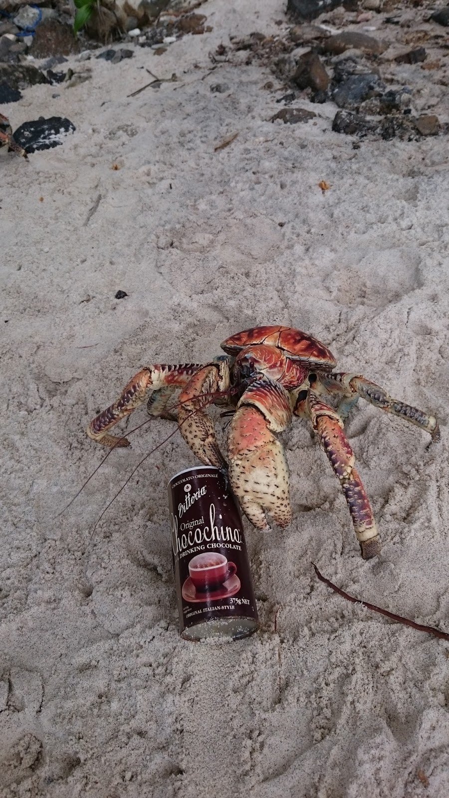 My Indian Ocean Experiences Robber Crab Prince of Thieves