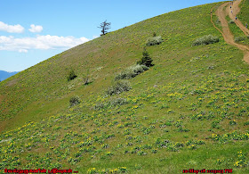 Bald Butte Trail Wildflower Hike