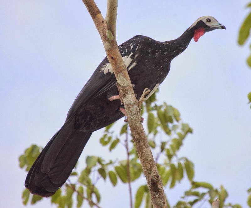 Red throated Piping-guan