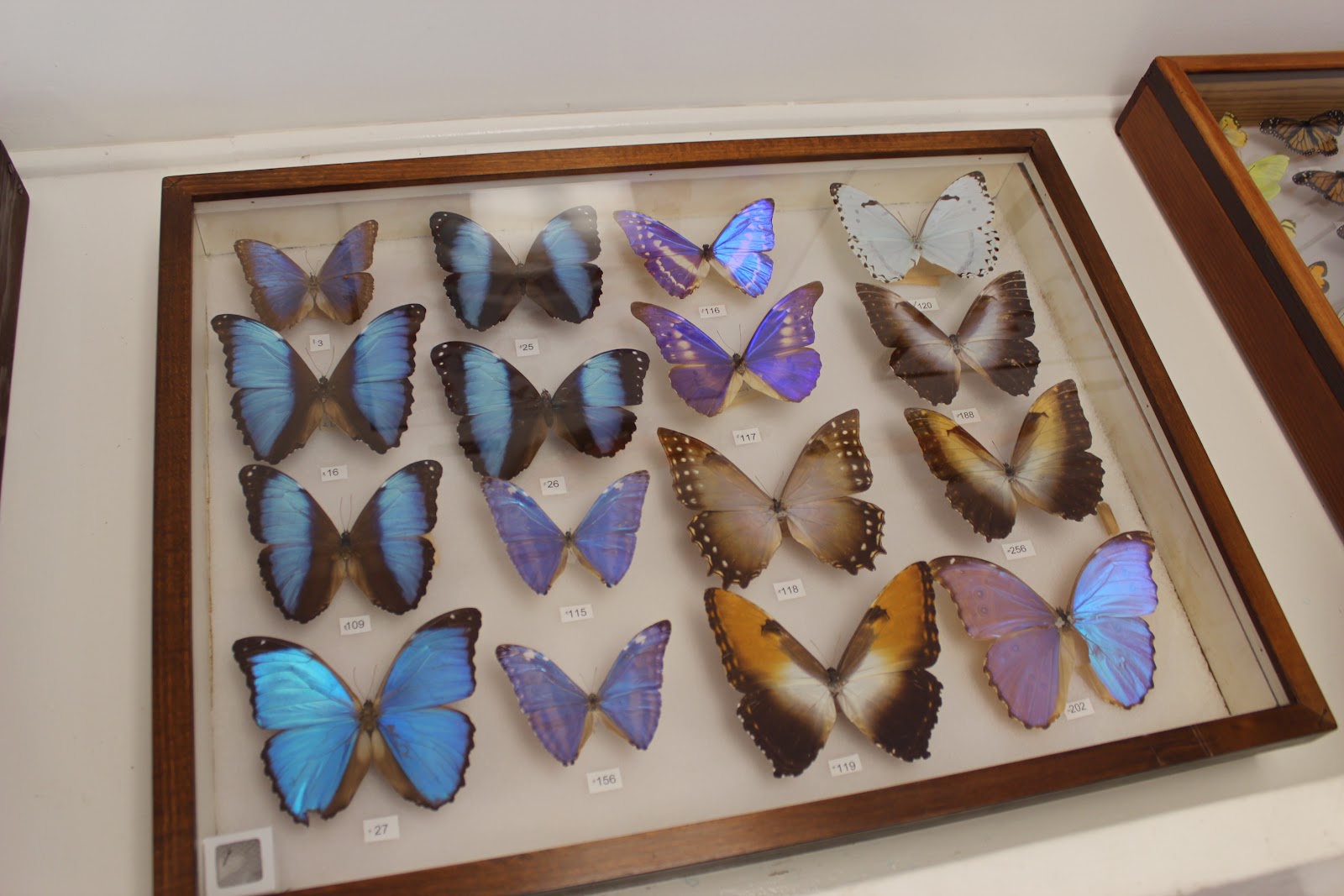 Family Fun Panhandle Butterfly House!