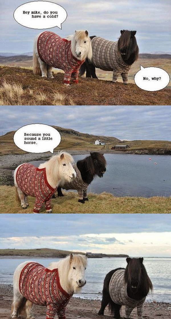 30 Funny animal captions - part 22 (30 pics), animal meme, funny captions, captioned pictures, funny animals