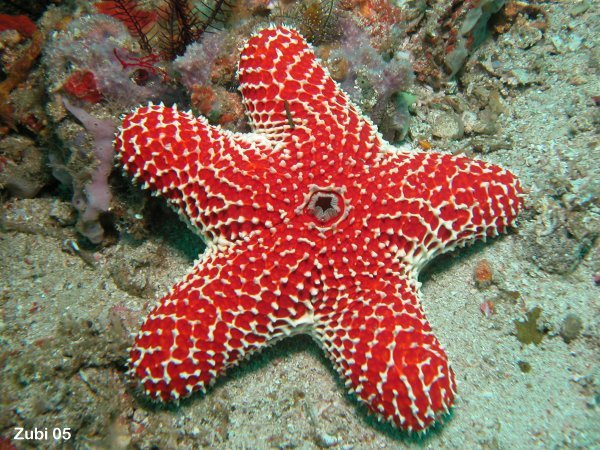 Deskripsi Bintang Laut