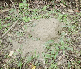 Mound nest of Odontotermes sp