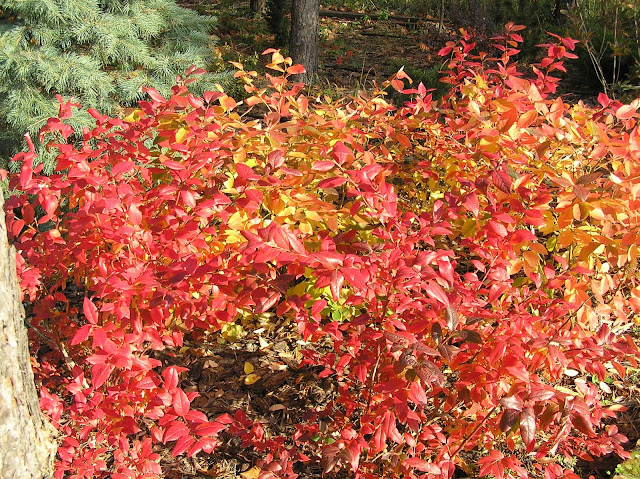 Vaccinium  corymbosum