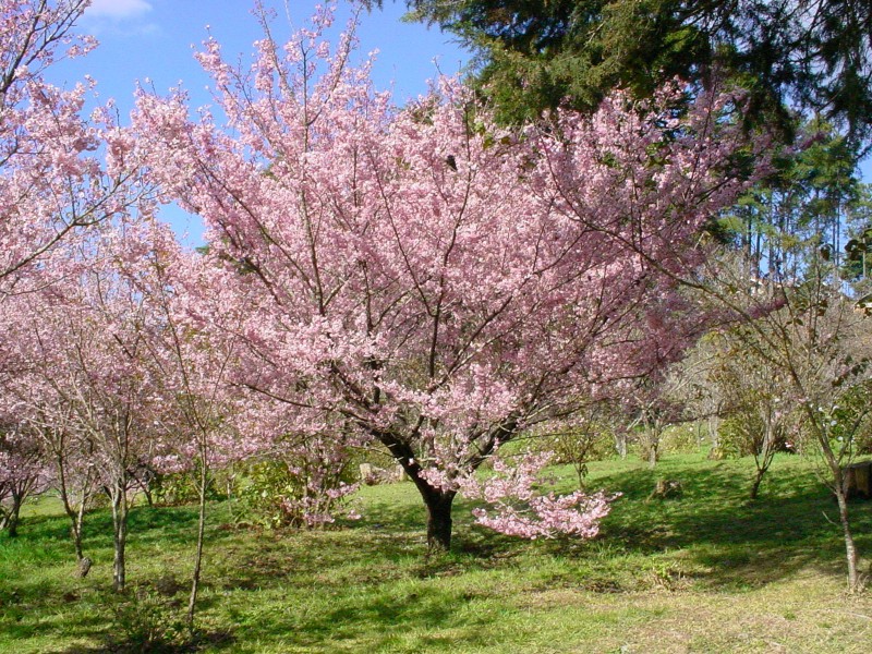 Parque das Cerejeira (Campos do Jordão) O que saber TripAdvisor