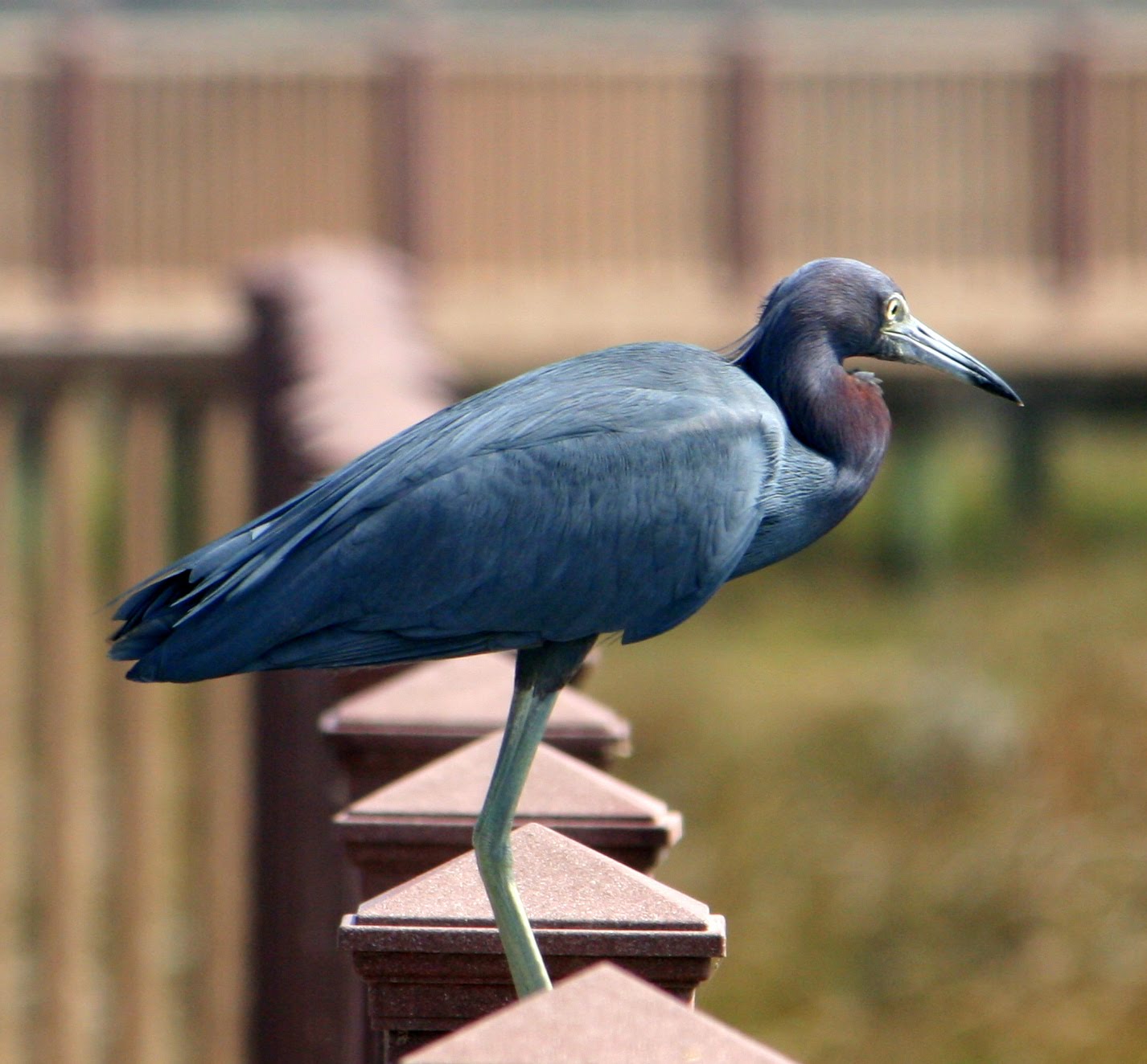 Bob's OnTheRoad Blog Multi billed bluewater