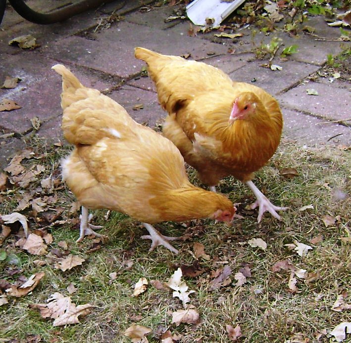 Orange is my favorite color. Chickens