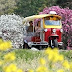 オカーゴ(トゥクトゥク)でお花見