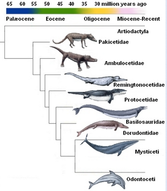 Prehistoric Land Dolphin