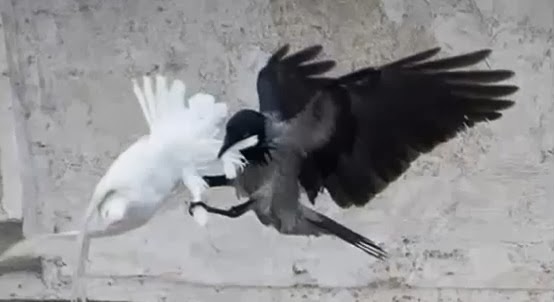 cuervo ataca palomas del papa francisco