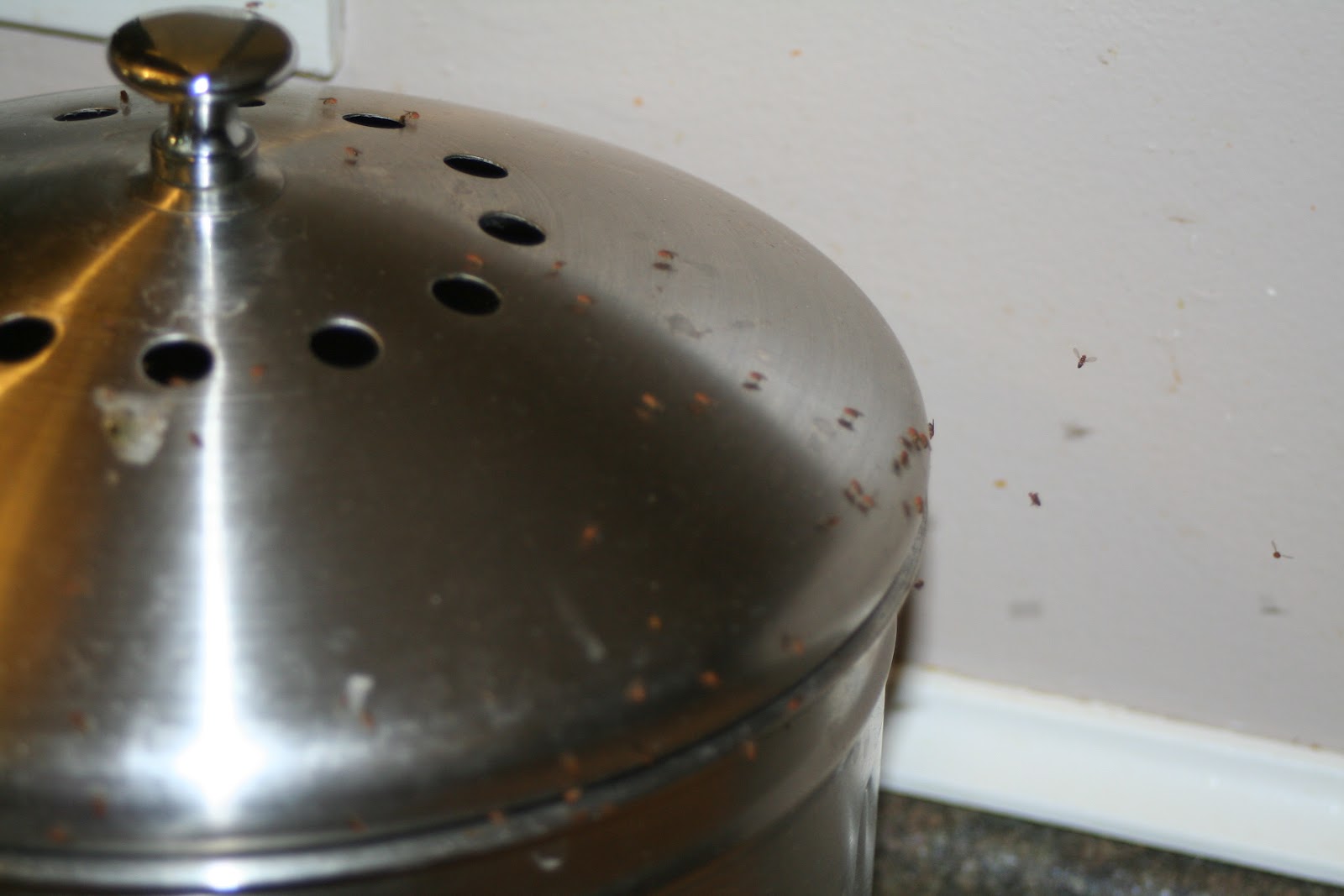 Brooding On Fruit Fly Infestation