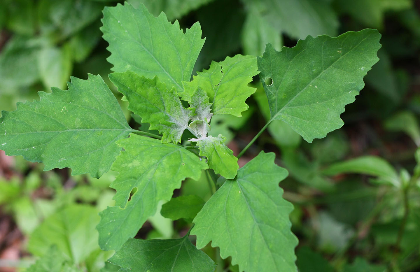 66 Square Feet (Plus) Chance encounter lambs quarters