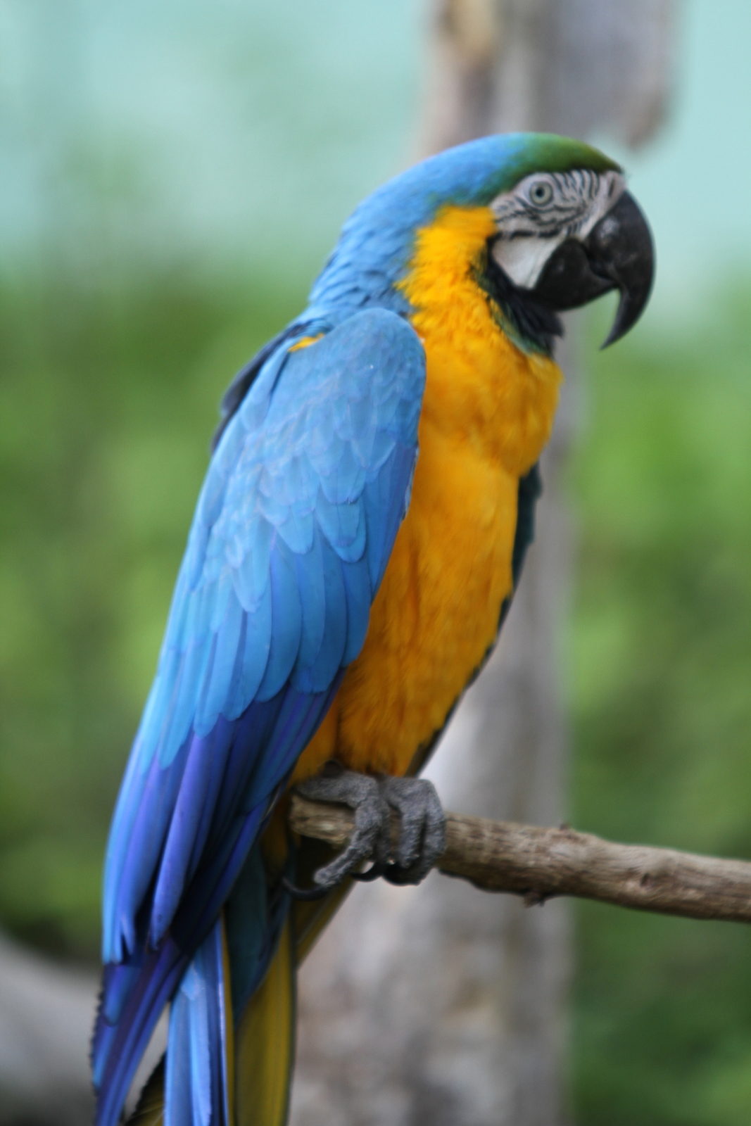 Daftar Harga Burung Lengkap Di Pasaran Bulan Ini