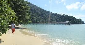 TUMBUHAN SEMULA JADI DAN HIDUPAN LIAR Hutan Pantai TUMBUHAN SEMULA JADI DAN HIDUPAN LIAR Hutan Pantai