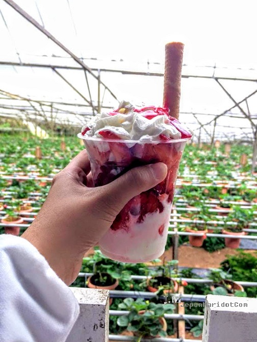 Cameron Highland : Dari Kea Farm ke Big Red Strawberry Farm Cameron Highland : Dari Kea Farm ke Big Red Strawberry Farm