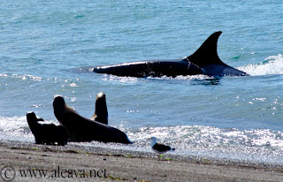 ataque de orca en Punta Norte a lobito marino