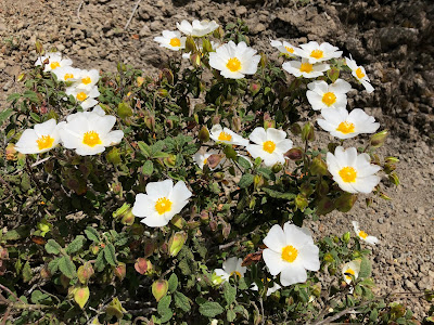 Member of the Cistaceae family: Cistus salviifolius. Member of the Cistaceae family: Cistus salviifolius.