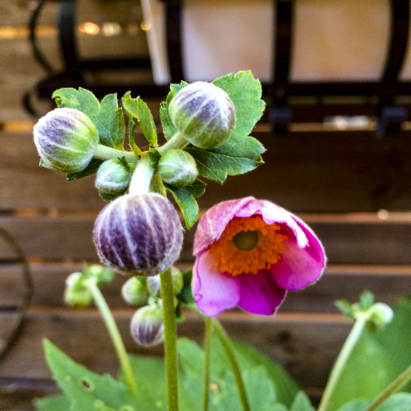 höstanemon, Anemone hupehensis höstanemon, Anemone hupehensis