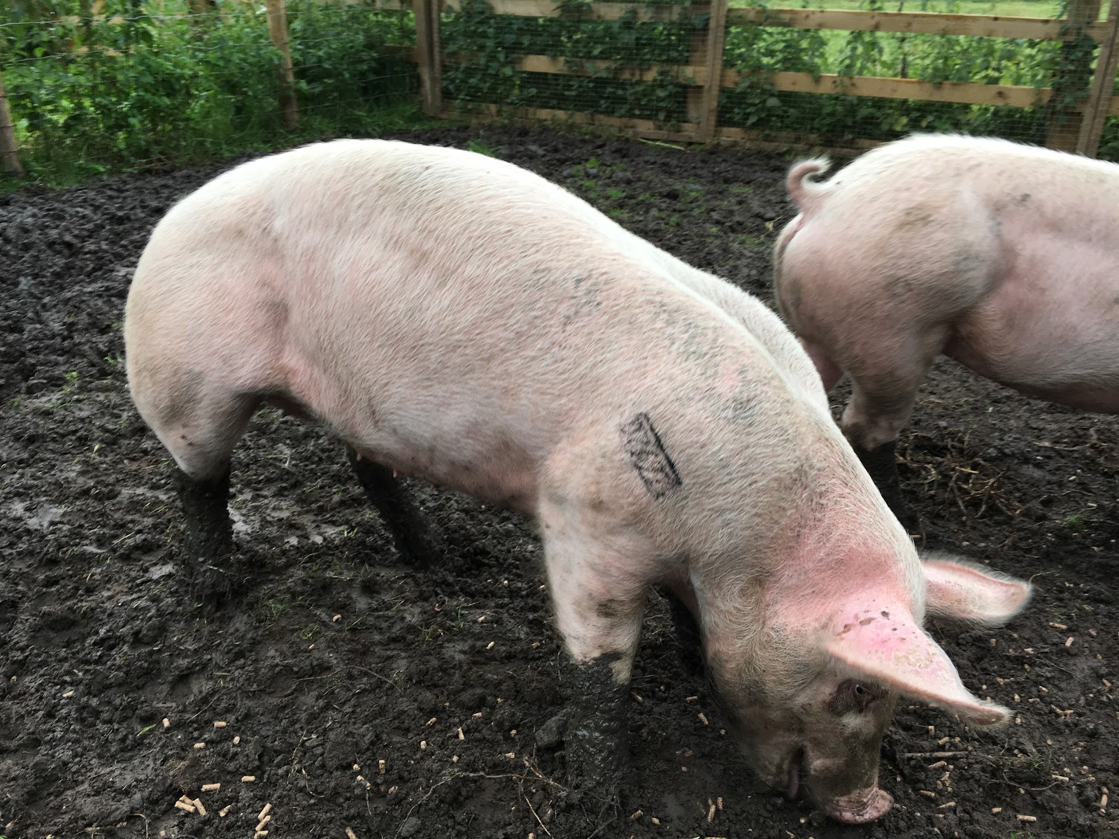 Our Smallholding Adventure Pigs, more harvests and epic fail on the