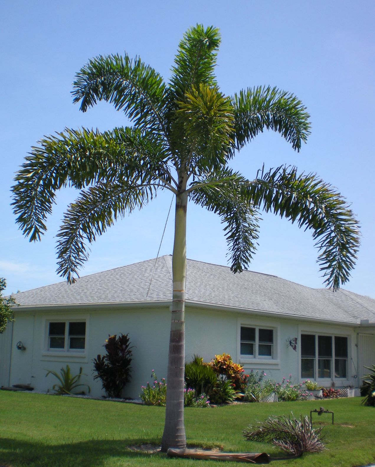 Home and Garden Foxtail Palm