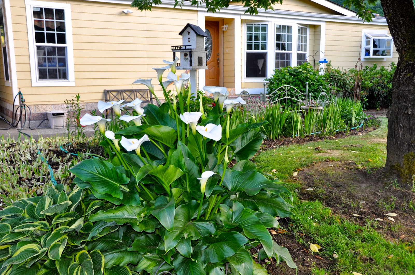 LuAnn Kessi Inspiration….from the flower beds