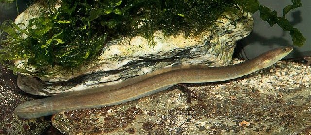 Biologi Belut sebagai Ikan Konsumsi