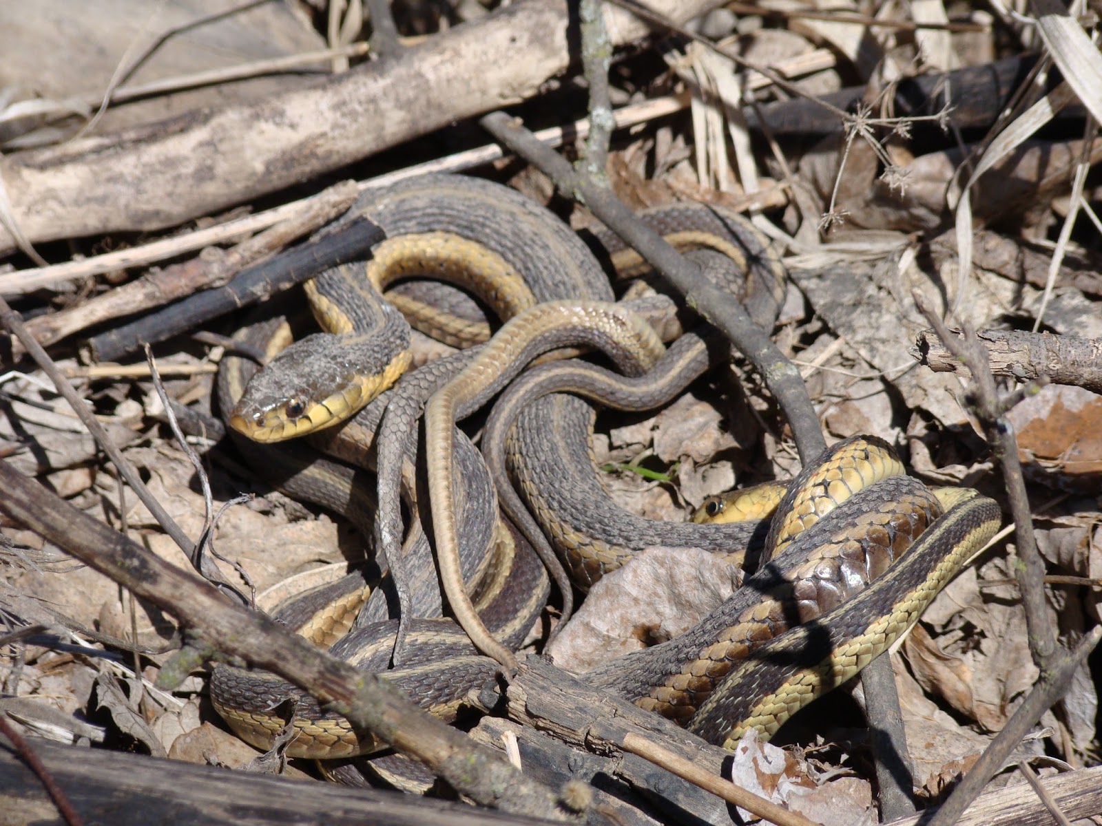 Isabella Conservation District Environmental Education Program Snakes