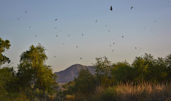 night tucson hawks sweetwater wetlands birds arizona rohrer chris lesser