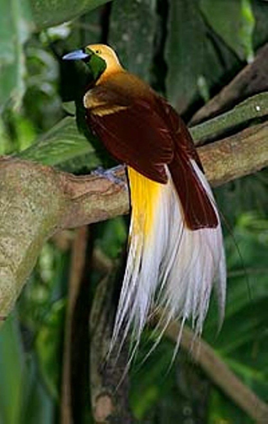 Flying Animal: Lesser bird of paradise