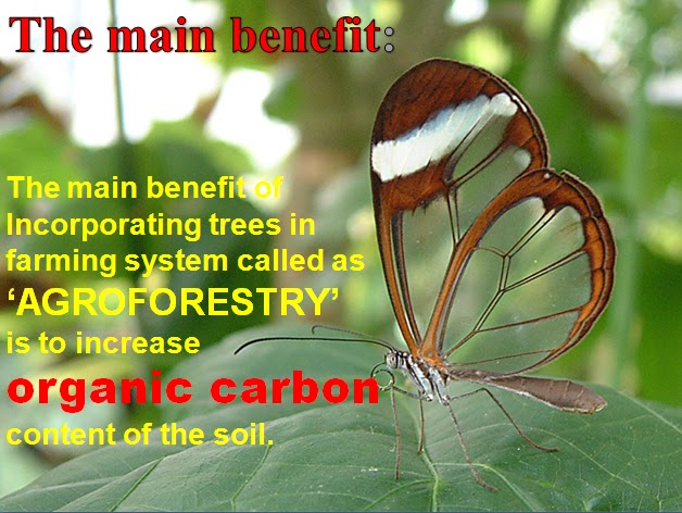 Agroforestry A Blog On Agrihortisilviculture High Income Crops A agroforestry-a-blog-on-agrihortisilviculture-high-income-crops-a
