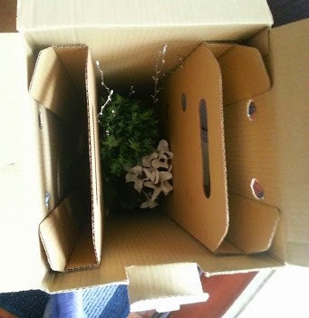 Bunches UK flower and plant delivery - cardboard packaging review