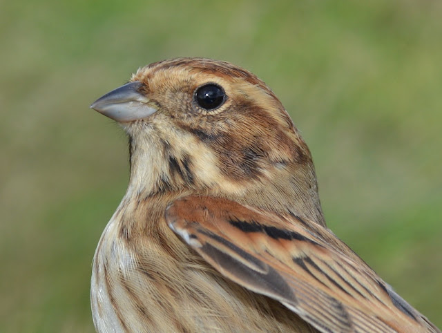 1cy female Reed Bunting, © P J Alker
