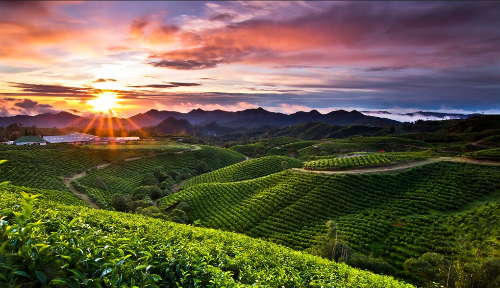 Foto Lanskap Kebun Teh Malino