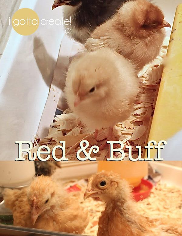 A heartrending story of the loss and survival of pet backyard chickens to a predator and what they taught their caretaker. Can you love a pet chicken similar to a pet cat or dog? You'll see the answer is: most definitely! | Story at I Gotta Create!