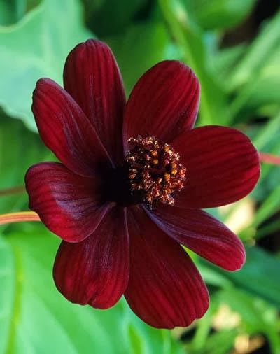 Biologia-Vida: Flor de Chocolate / Chocolate flower (Cosmos atrosanguineus)