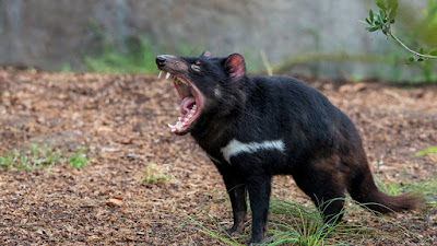Tasmanian Devil The tasmanian devil, the size of a small dog, the largest carnivorous marsupial in the world