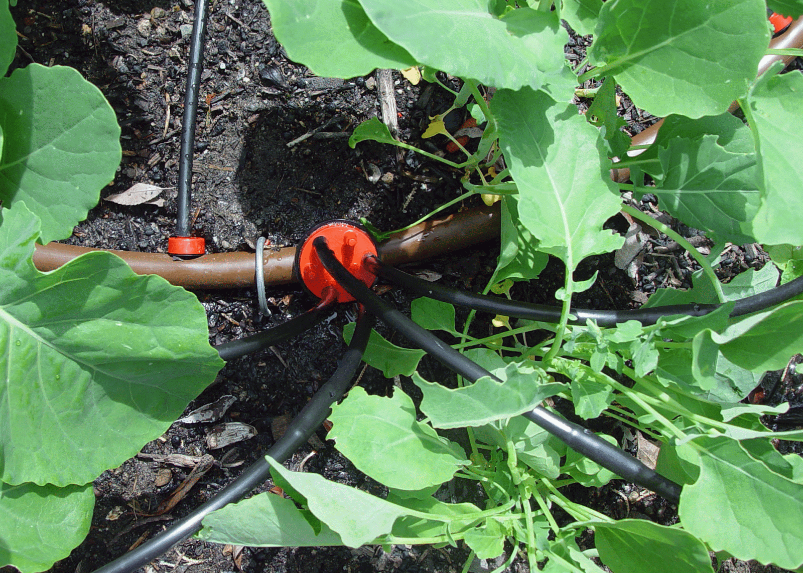 Eden By The Bay Adding Drip Irrigation to the Raised Bed