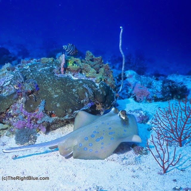 The Right Blue: The Bluespotted Ribbontail Ray